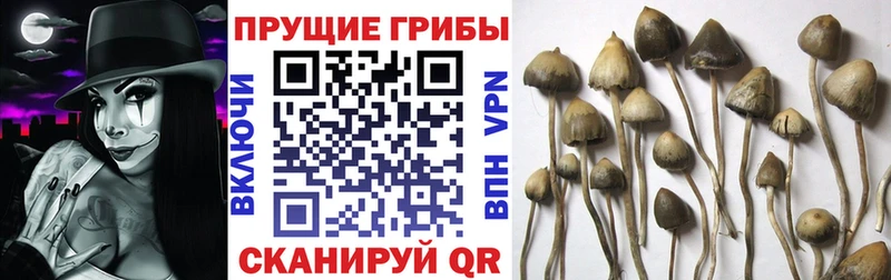 Купить  Красноармейск  Псилоцибиновые грибы Psilocybe 